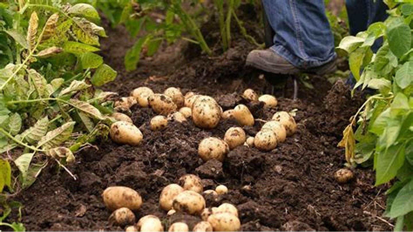 Federal Government Invests in Potato Research and Development